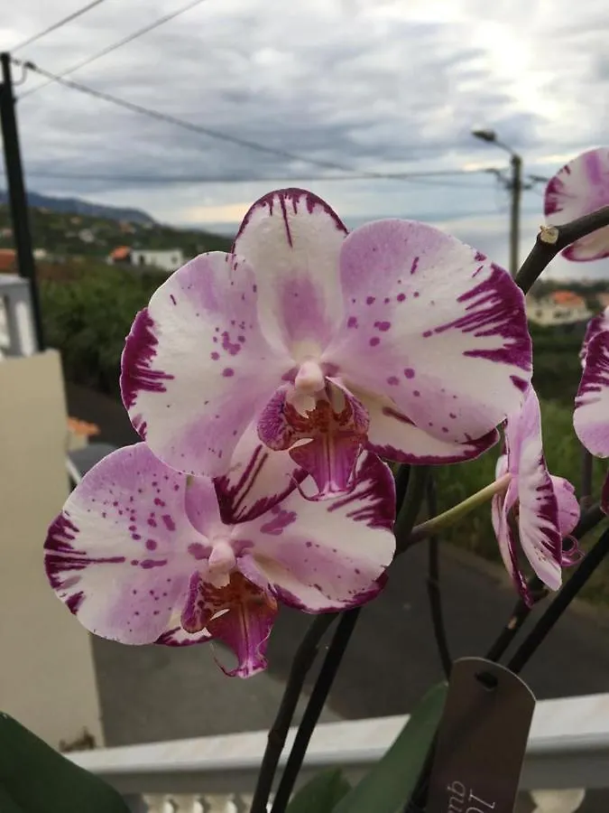 Slice Of Ponta Do Sol- Ground Floor- Sea View Apartment Ponta do Sol