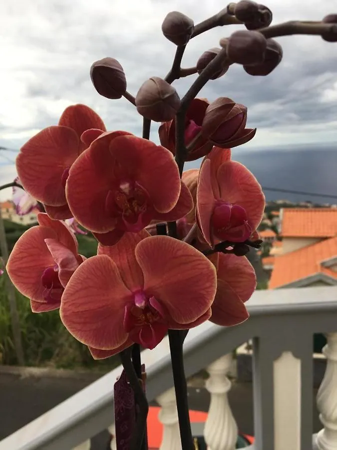 Slice Of Ponta Do Sol- Ground Floor- Sea View Apartment Ponta do Sol  0*, Ponta do Sol (Madeira)